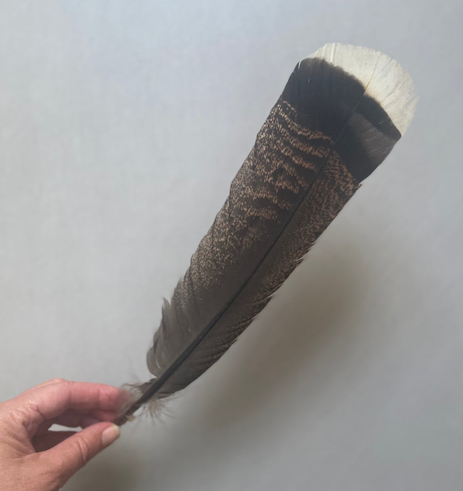 Turkey Tail Feather for Smudging